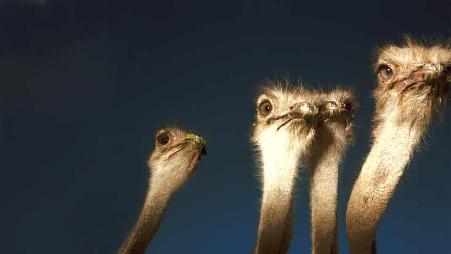 光棍节：摆出“11.11”pose的四只鸵鸟“光棍”