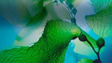 美国加州海峡群岛国家公园中的巨型海带