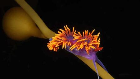 加州海岸森林中的海兔