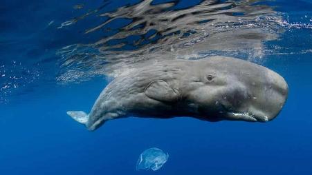 葡萄牙亚速尔群岛海岸的抹香鲸