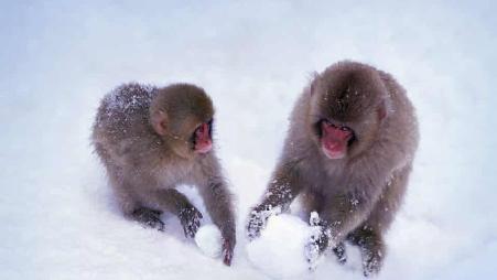 正在堆雪球的日本猕猴