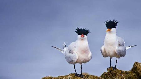 墨西哥海边的优雅燕鸥