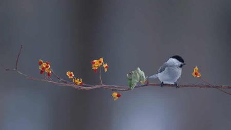 春天枝头的小鸟