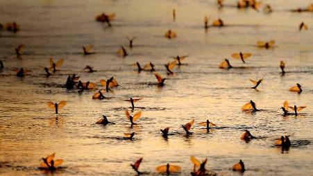 在蒂萨河孵化的长尾蝣