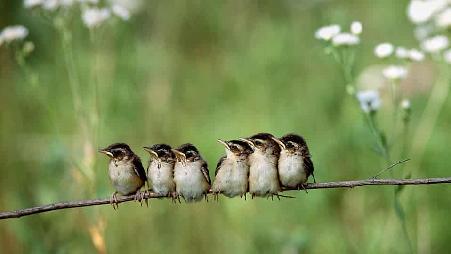 在日本北海道拍摄到的金翅雀