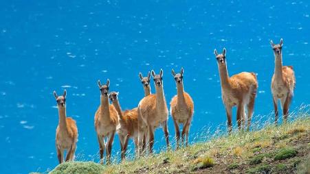 智利百内国家公园的原驼