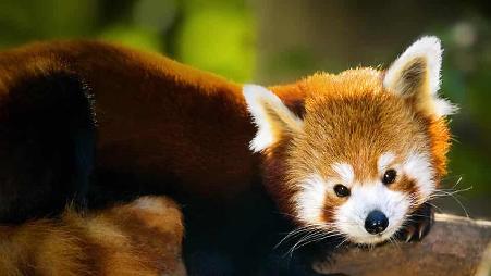 中国成都保护区内的小熊猫