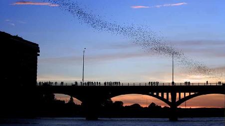 德克萨斯州奥斯汀上空的墨西哥无尾蝙蝠
