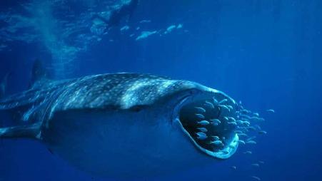 澳大利亚宁格鲁礁的鲸鲨