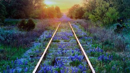 得克萨斯州铁轨上的矢车菊