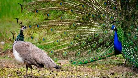开屏的雄孔雀吸引了雌孔雀的关注
