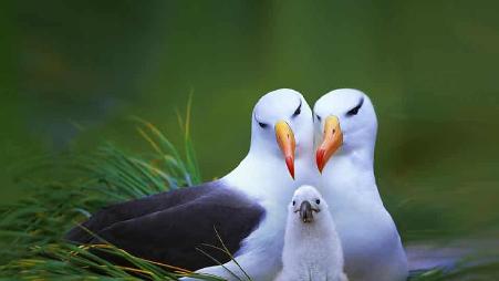 福克兰群岛的黑眉信天翁一家