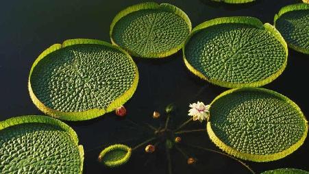 湖面上的王莲莲叶