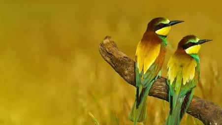 西班牙马拉加省的欧洲蜂虎