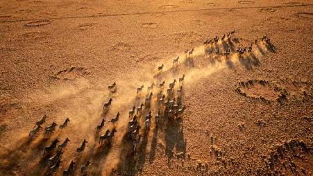 纳米比亚纳米布兰自然保护区内的斑马群