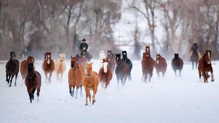 怀俄明州的冬天，牧人在驱赶夸特马