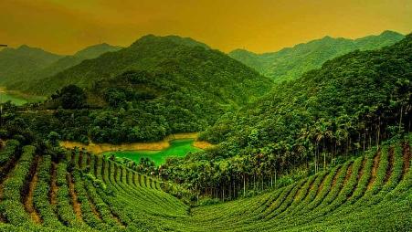 台湾岛台北县石碇乡的茶田