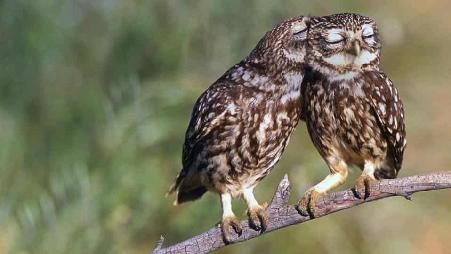 西班牙埃斯特雷马杜拉，在树上栖息的袖珍猫头鹰