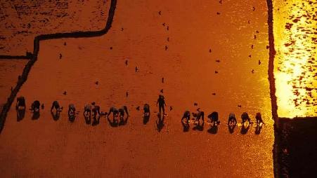 落日时分农民排成一排种植水稻