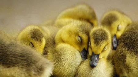 德国北莱茵-威斯特法伦州加拿大黑雁幼仔