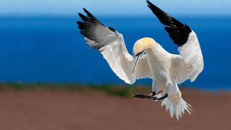 加拿大魁北克省，博纳旺蒂尔岛与皮尔斯山岩国家公园中的北方塘鹅