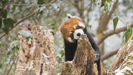 四川卧龙舔树皮的小熊猫