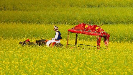 云南罗平，水牛车穿过盛开的油菜花田