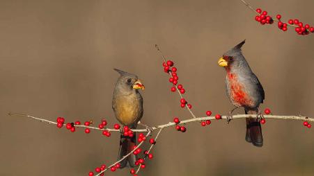 得克萨斯州斯塔尔县，正在吃冬青浆果的沙漠红雀