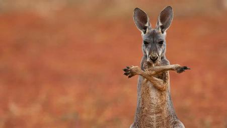 澳大利亚斯图尔特石漠里的红大袋鼠