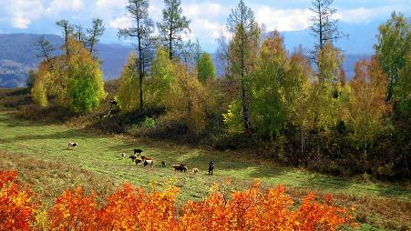 新疆喀纳斯，禾木村
