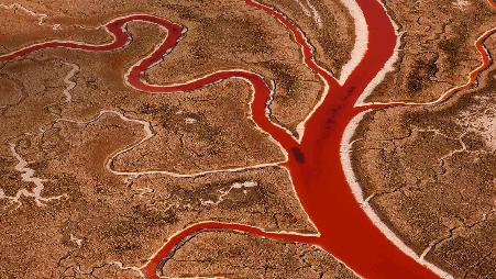 美国加州旧金山湾，盐沼