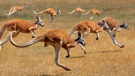 澳大利亚，奔跑中的红大袋鼠