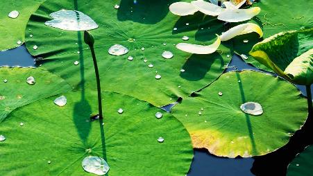 北京圆明园的睡莲