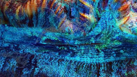 澳大利亚降灵群岛，一个巨蛤的特写