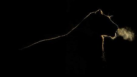 南非萨比森私人保护区，夜色下的母狮