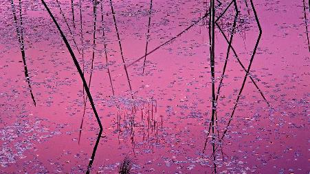 美国，明尼苏达州，诺斯伍兹，睡莲