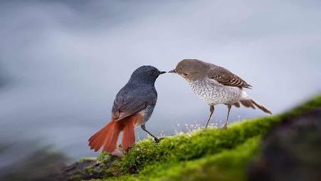 中国，桂林，小鸟依偎在一起