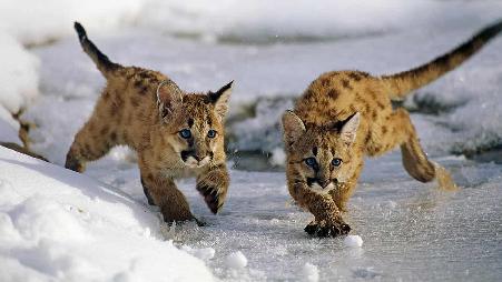 美国，犹他州，尤因国家森林公园的美洲狮幼崽