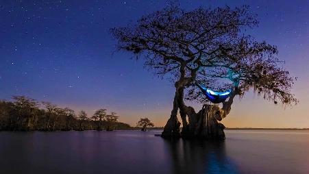 在古老柏树上搭起吊床露营