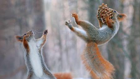 欧亚红松鼠正在行动