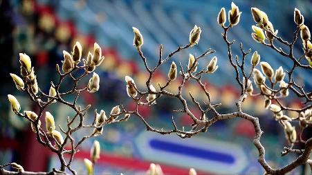 【今日春分】兰花