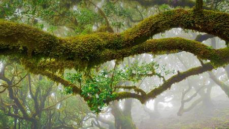 葡萄牙，马德拉月桂树公园的月桂树