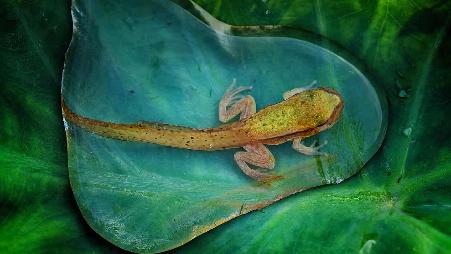 水中的幼年青蛙