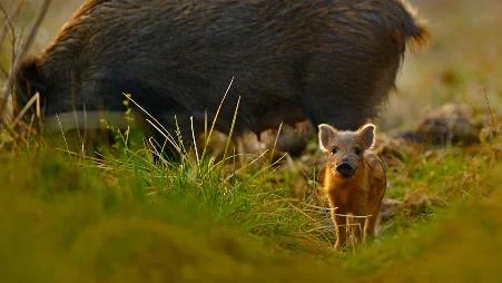 英国，格罗斯特郡，迪恩森林里的野猪与小猪