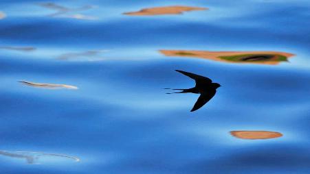 苏格兰，贝里克郡燕子的剪影