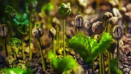 哥斯达黎加的咖啡豆芽