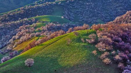 新疆，新源县的杏花沟