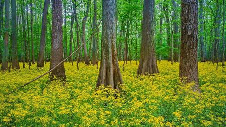 坎格瑞沼泽国家公园盛开的美洲千里光，南卡罗来纳州，美国