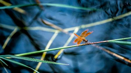 【今日立夏】细竹竿上休憩的红蜻蜓