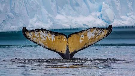 成年座头鲸，西尔瓦小海湾，南极洲